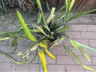 Free dragon fruit cactus