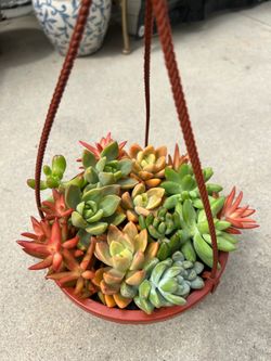 Succulent assortment in a 6’ hanging basket