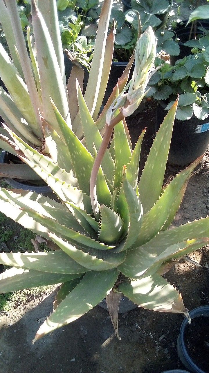 🪴Aloe Vera Plant (Savila)