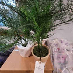 Hearth and Hand with Magnolia Artificial Faux Potted Plants Asparagus Fern