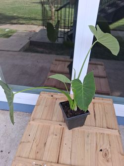 Elephant Ear Garden Plant