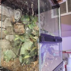 Terrariums 12x12x18