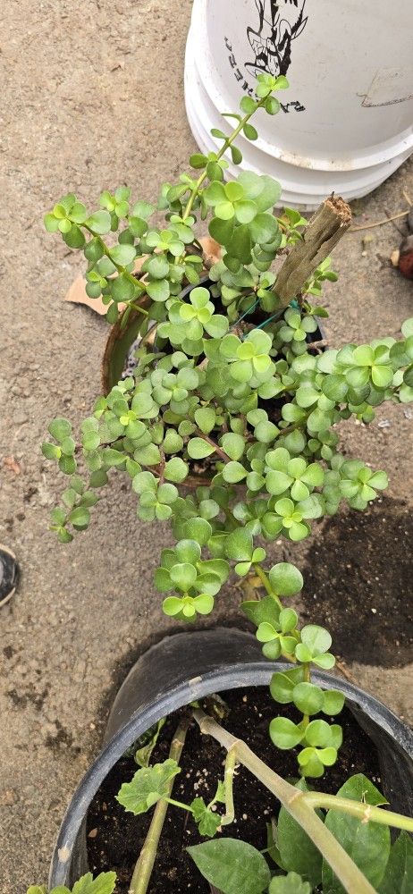 Plant