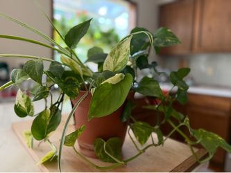 🪴 Healthy Mixed Pothos & Spider Plant - Full Indoor Houseplant