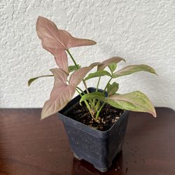 Syngonium Pink Perfection Plant 3.5” Pot 