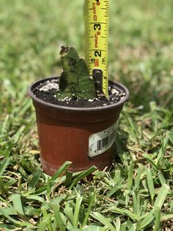 Brazilian Red Dragon Fruit Cactus