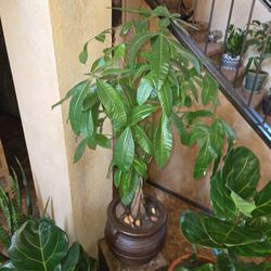4ft Tall Money Tree Plant In New 12in Terracotta Pot With Polished Stones 