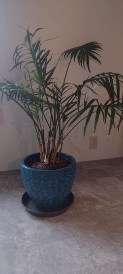 Tentatively Gone - Planted Palms