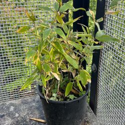 Bamboo