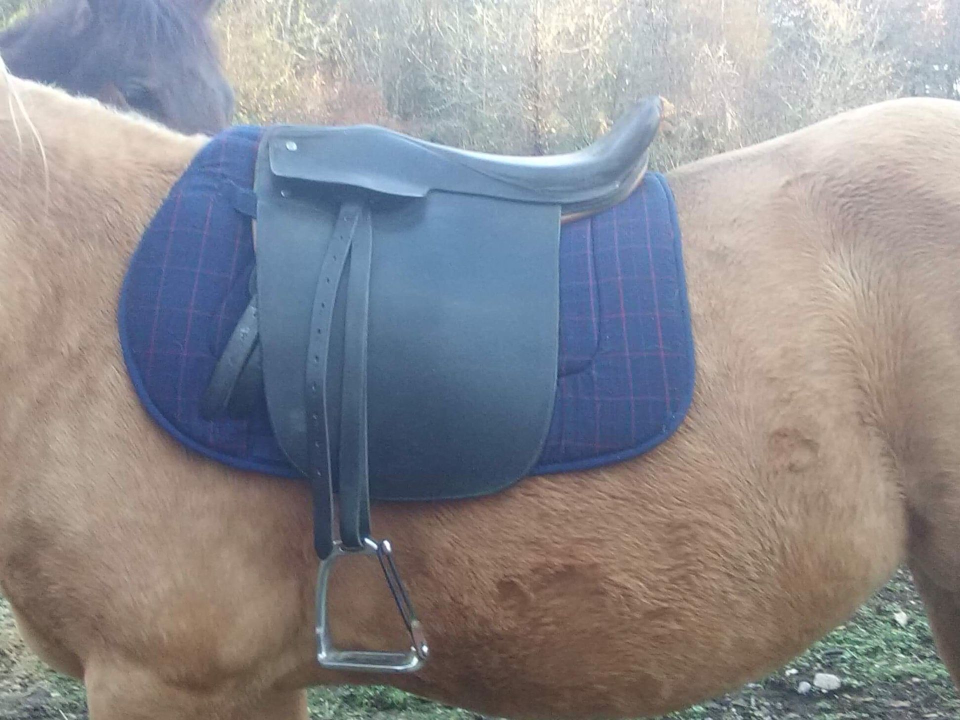 Saddle for sale obo $125