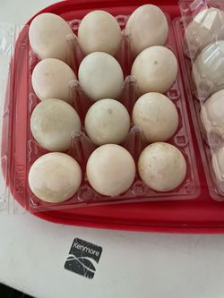 Duck Eggs