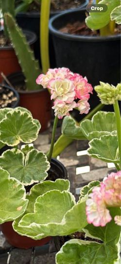 Apple blossom variegated