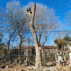 Corto Árboles Estimado Gratis 