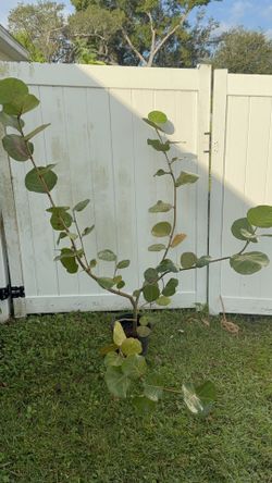 Sea Grape Tree (5 Ft Tall)