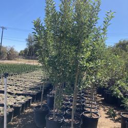 Apple Trees 15 Gallon