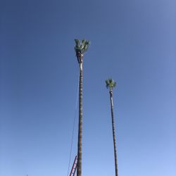 tree gratis