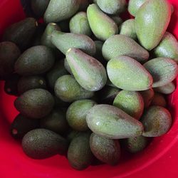 Aguacates!!