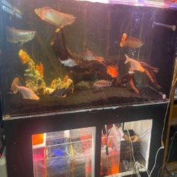 Giant Aquarium Tank - Spacious & Magnificent somebody head