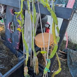 Plants For Sale $5 Plus Depending On Plant