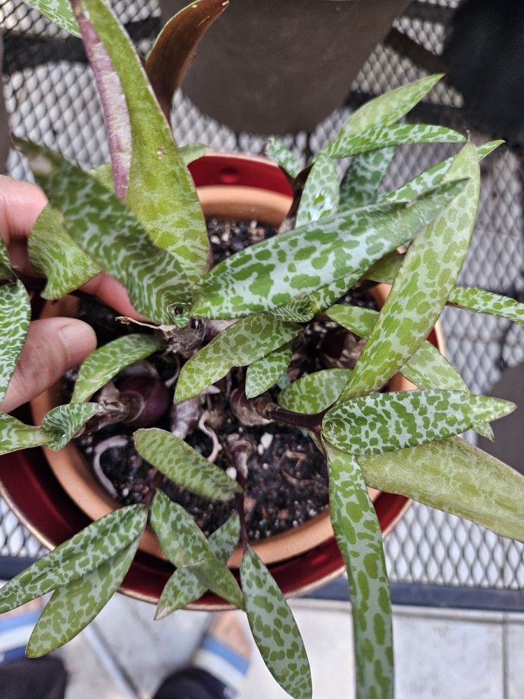 Plant