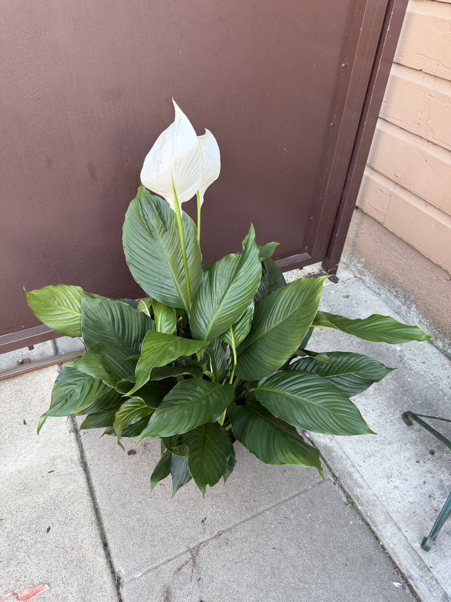 8” Big Peace Lily Blooming W/ Multiple Plants