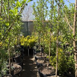 Each Fruit Is $65 And We Have Peach Elberta. Nectarine. Apple. Donut Peach. Plums. 