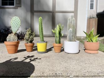 Cacti And Night Owl Plants 