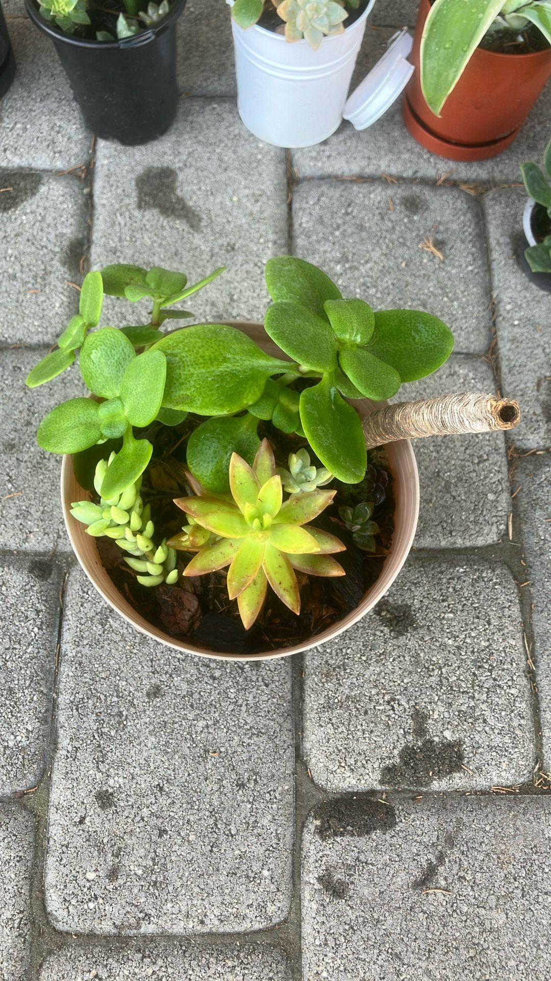 $7 Medium Plant Pot 