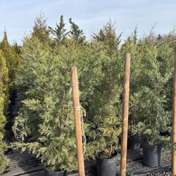 Leyland Cypress Trees (5’)