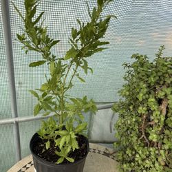 Epazote Large Live Plant 3 Gallon Pot 