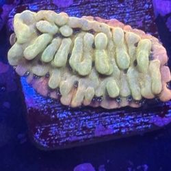 Beach Bum Montipora Display Decor