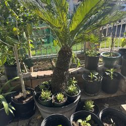 Sago Palm Plant For Sale