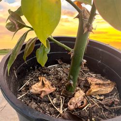  Uña De Gato Plants  / Cat’s Claw Plant  Para Arthritis 15$ “OBO”