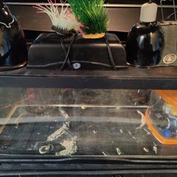 20 Gallon With Fixtures, Wallpaper, Small Tank