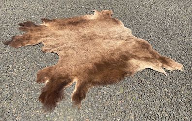 American Bison a.k.a. Buffalo Rug