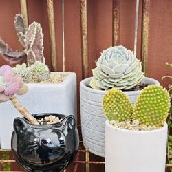 White Ceramic Pot With Bunny Cactus