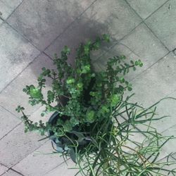 Planta De La Abundancia Y Firestick 