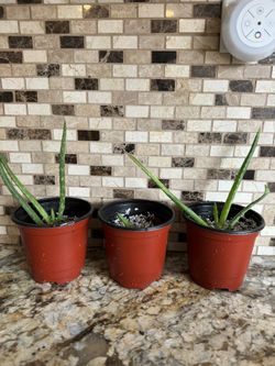 Aloe Vera