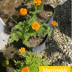 Marigolds Plants $5