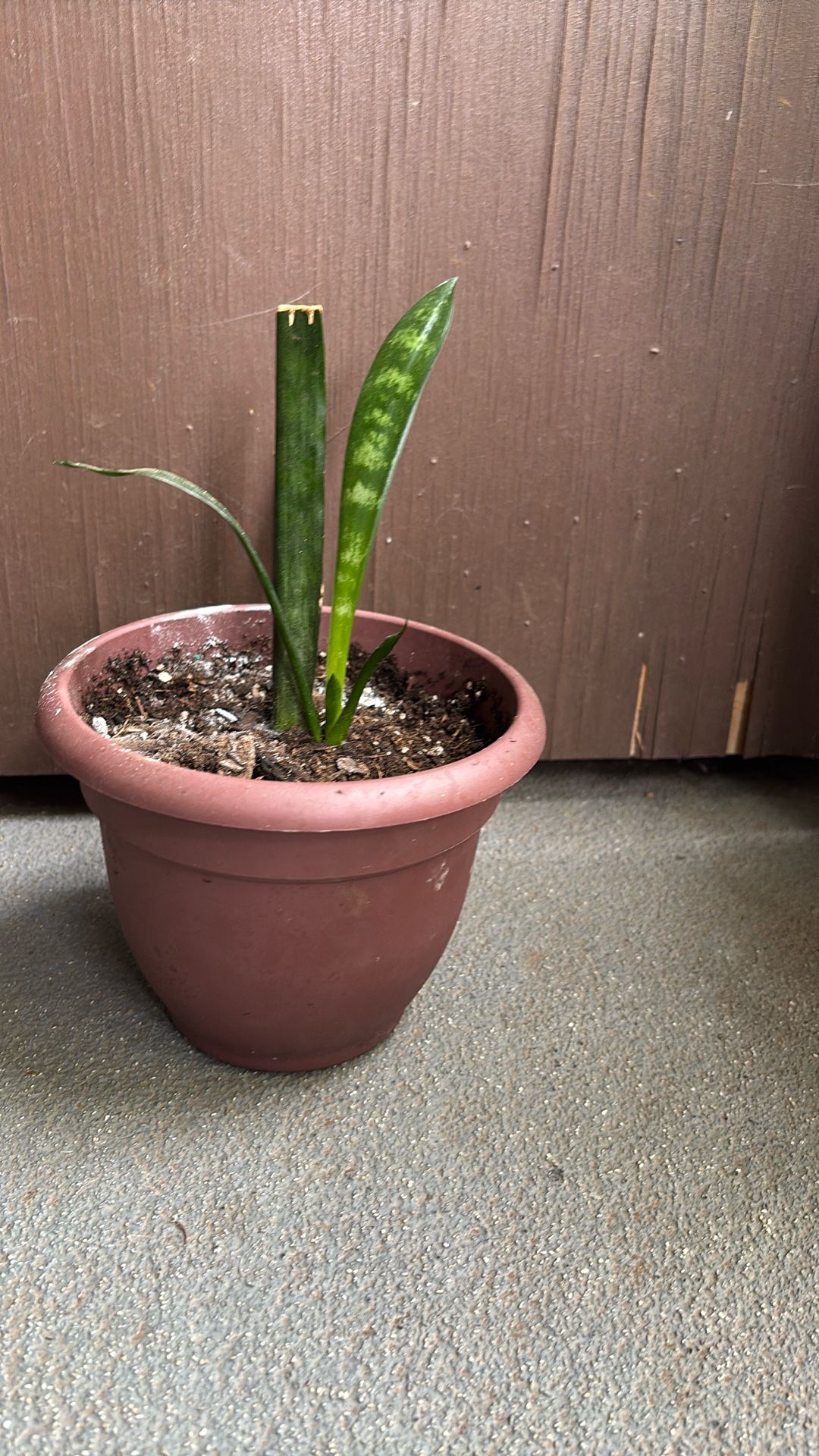 Small  Sanciviera Or Snake Plant