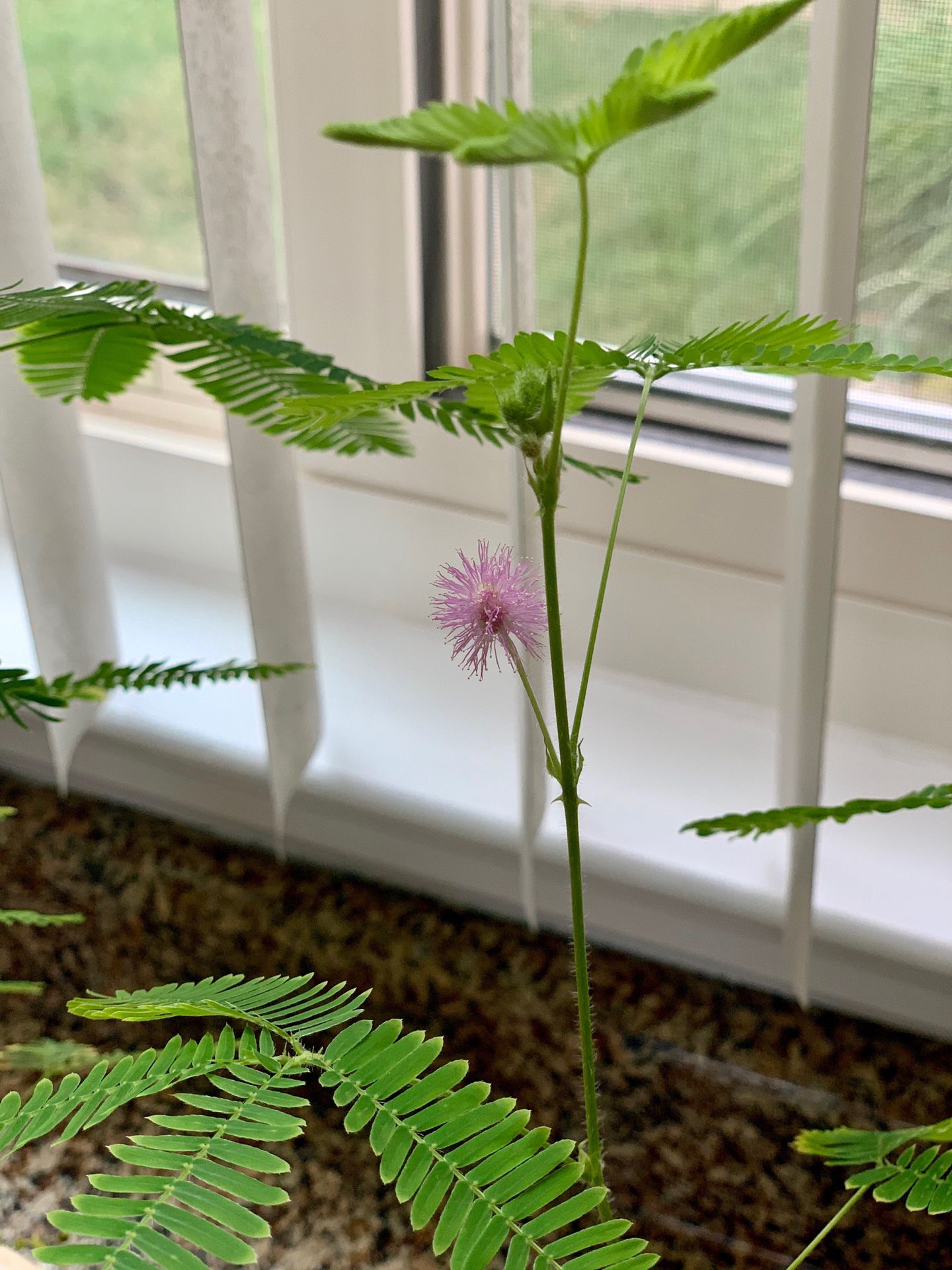Sensitive Plant Mimosa Pudica Tickle Me