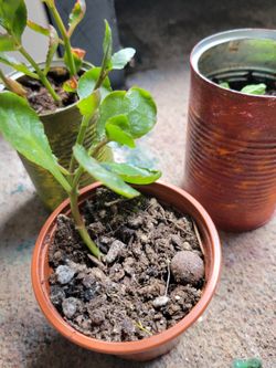 $2 Kalancho Plant In Plastic Container 