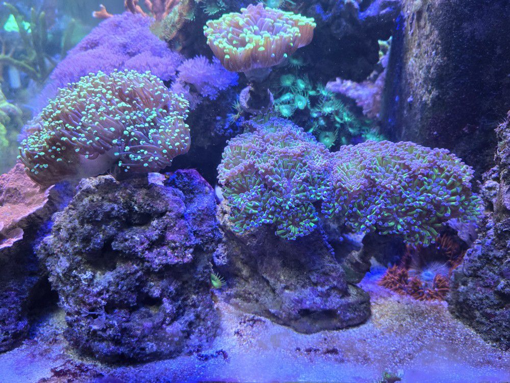 Bicolor Hammer  Corals( Read description)