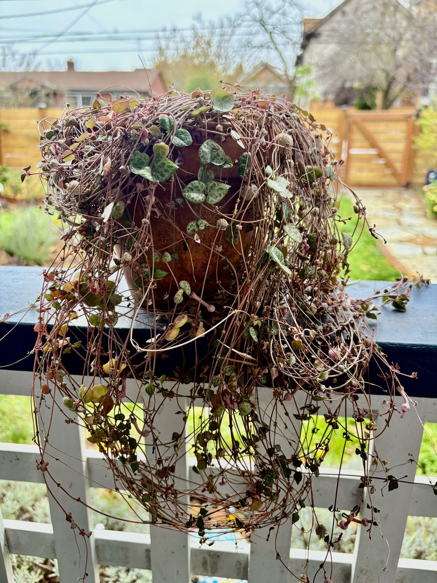 String of Heart Plant in Terracotta