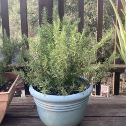 Established Rosemary