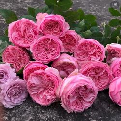 English Roses live plant 2 gallons Carey