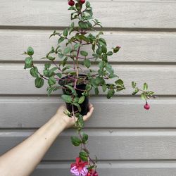 4” Blue Eyes Fucshia Plant