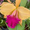 Blooming Paradise Nursery