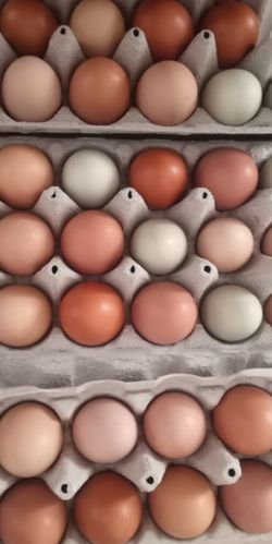 Quality Eggs Collected Daily 🥚