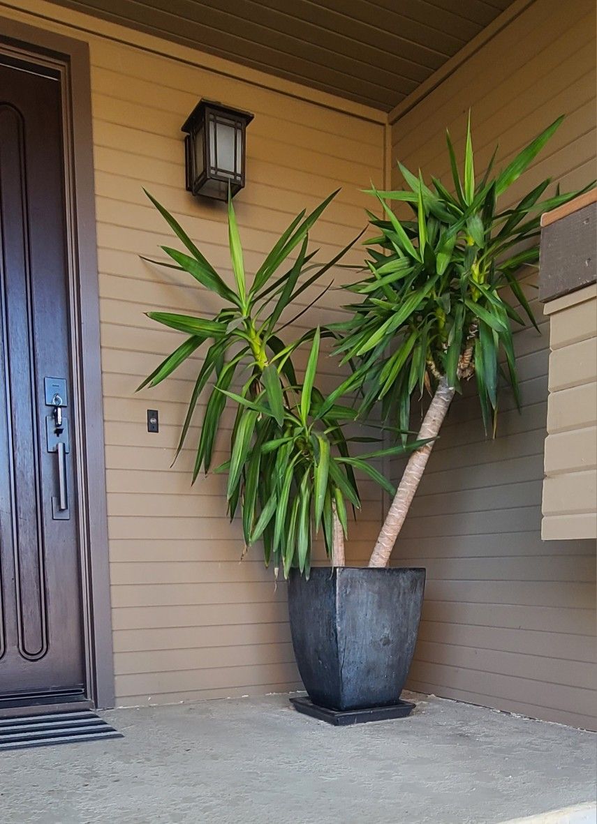 Dracaena Yucca With Black Vietnamese Planter